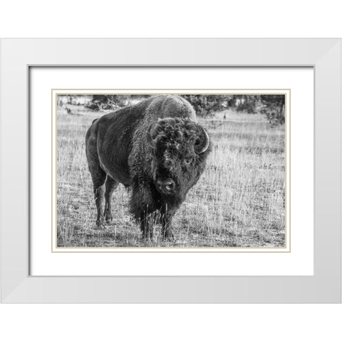 USA-Wyoming-Yellowstone National Park-Upper Geyser Basin-Lone male American bison-aka buffalo with  White Modern Wood Framed Art Print with Double Matting by Hopkins, Cindy Miller