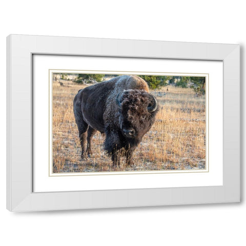 USA-Wyoming-Yellowstone National Park-Upper Geyser Basin-Lone male American bison-aka buffalo with  White Modern Wood Framed Art Print with Double Matting by Hopkins, Cindy Miller
