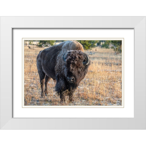 USA-Wyoming-Yellowstone National Park-Upper Geyser Basin-Lone male American bison-aka buffalo with  White Modern Wood Framed Art Print with Double Matting by Hopkins, Cindy Miller