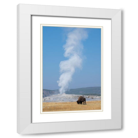 USA-Wyoming-Yellowstone National Park-Upper Geyser Basin-Lone male American bison-aka buffalo-in fr White Modern Wood Framed Art Print with Double Matting by Hopkins, Cindy Miller