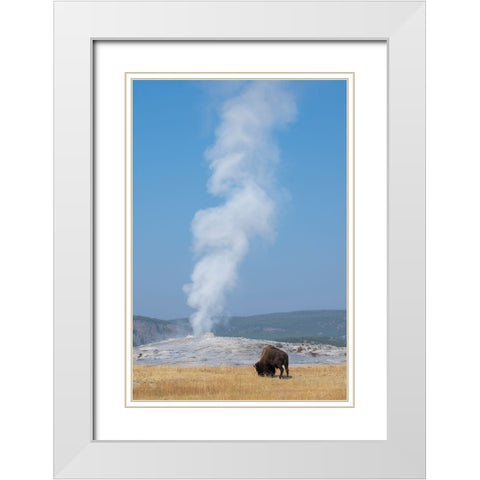 USA-Wyoming-Yellowstone National Park-Upper Geyser Basin-Lone male American bison-aka buffalo-in fr White Modern Wood Framed Art Print with Double Matting by Hopkins, Cindy Miller