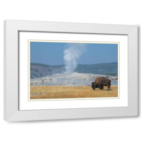 USA-Wyoming-Yellowstone National Park-Upper Geyser Basin-Lone male American bison-aka buffalo-in fr White Modern Wood Framed Art Print with Double Matting by Hopkins, Cindy Miller