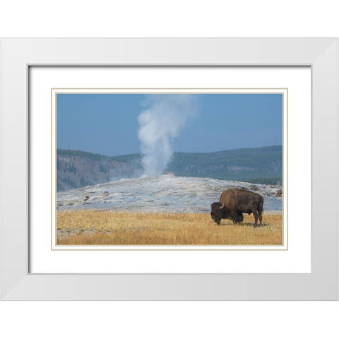 USA-Wyoming-Yellowstone National Park-Upper Geyser Basin-Lone male American bison-aka buffalo-in fr White Modern Wood Framed Art Print with Double Matting by Hopkins, Cindy Miller