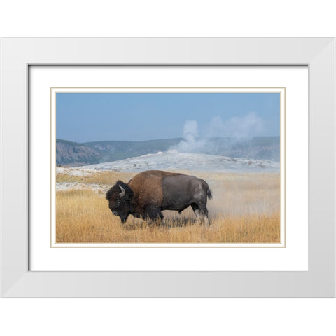 USA-Wyoming-Yellowstone National Park-Upper Geyser Basin-Lone male American bison-aka buffalo right White Modern Wood Framed Art Print with Double Matting by Hopkins, Cindy Miller