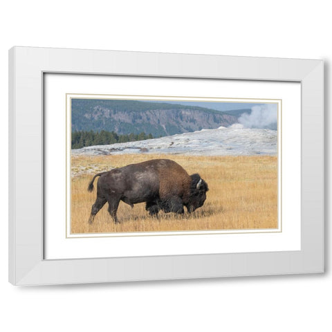USA-Wyoming-Yellowstone National Park-Upper Geyser Basin-Lone male American bison-aka buffalo-in fr White Modern Wood Framed Art Print with Double Matting by Hopkins, Cindy Miller