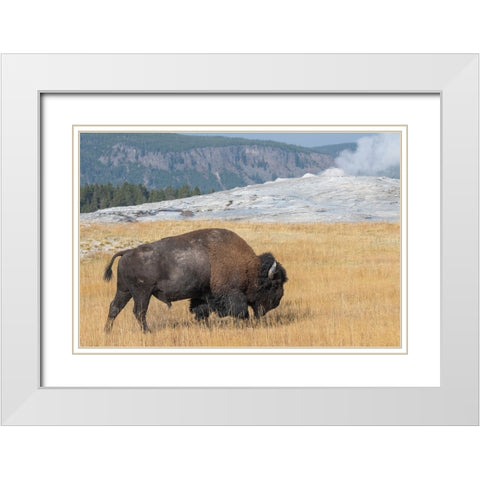 USA-Wyoming-Yellowstone National Park-Upper Geyser Basin-Lone male American bison-aka buffalo-in fr White Modern Wood Framed Art Print with Double Matting by Hopkins, Cindy Miller