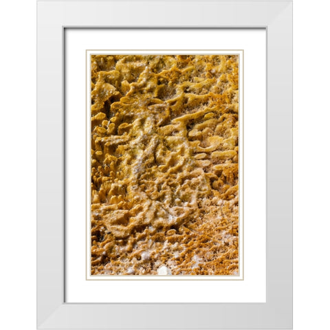 USA-Wyoming-Yellowstone National Park-Black Sand Basin-Detail of colorful thermophile bacteria mat White Modern Wood Framed Art Print with Double Matting by Hopkins, Cindy Miller