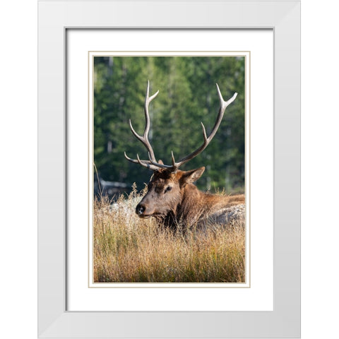USA-Wyoming-Yellowstone National Park-Madison-Madison River-Male North American elk White Modern Wood Framed Art Print with Double Matting by Hopkins, Cindy Miller