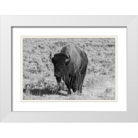 USA-Wyoming-Yellowstone National Park-Lamar Valley-American bison White Modern Wood Framed Art Print with Double Matting by Hopkins, Cindy Miller