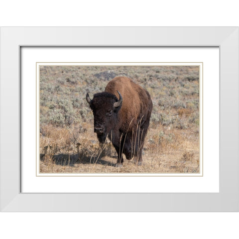 USA-Wyoming-Yellowstone National Park-Lamar Valley-American bison White Modern Wood Framed Art Print with Double Matting by Hopkins, Cindy Miller