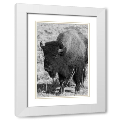 USA-Wyoming-Yellowstone National Park-Lamar Valley-Male American bison White Modern Wood Framed Art Print with Double Matting by Hopkins, Cindy Miller