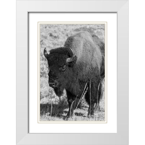 USA-Wyoming-Yellowstone National Park-Lamar Valley-Male American bison White Modern Wood Framed Art Print with Double Matting by Hopkins, Cindy Miller