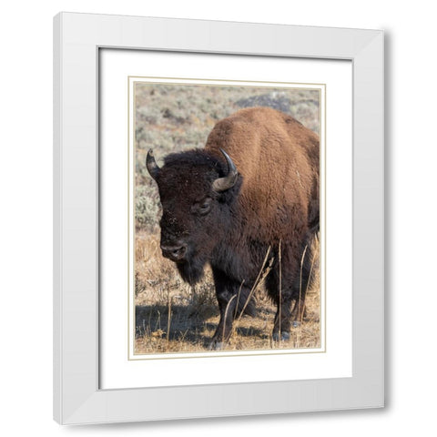 USA-Wyoming-Yellowstone National Park-Lamar Valley-Male American bison White Modern Wood Framed Art Print with Double Matting by Hopkins, Cindy Miller