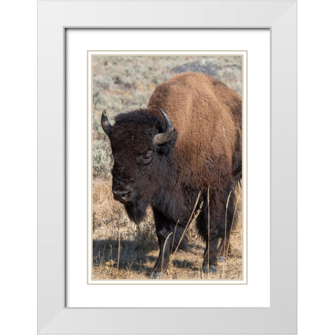 USA-Wyoming-Yellowstone National Park-Lamar Valley-Male American bison White Modern Wood Framed Art Print with Double Matting by Hopkins, Cindy Miller