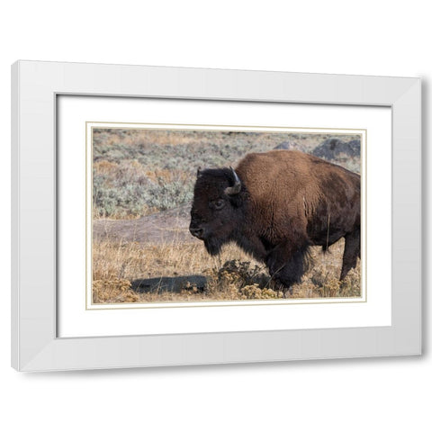 USA-Wyoming-Yellowstone National Park-Lamar Valley-Male American bison White Modern Wood Framed Art Print with Double Matting by Hopkins, Cindy Miller