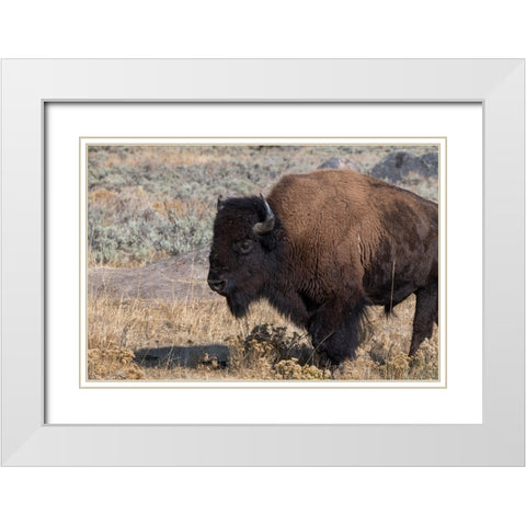 USA-Wyoming-Yellowstone National Park-Lamar Valley-Male American bison White Modern Wood Framed Art Print with Double Matting by Hopkins, Cindy Miller