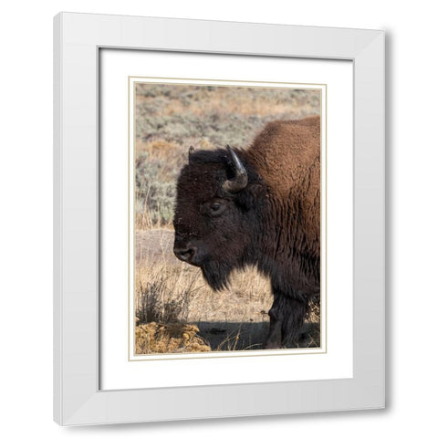 USA-Wyoming-Yellowstone National Park-Lamar Valley-Male American bison White Modern Wood Framed Art Print with Double Matting by Hopkins, Cindy Miller
