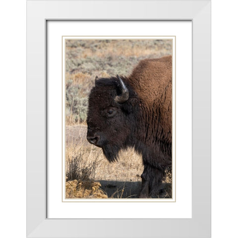 USA-Wyoming-Yellowstone National Park-Lamar Valley-Male American bison White Modern Wood Framed Art Print with Double Matting by Hopkins, Cindy Miller