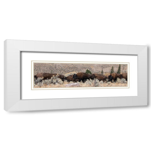 USA-Wyoming-Yellowstone National Park-Lamar Valley-Herd of American bison White Modern Wood Framed Art Print with Double Matting by Hopkins, Cindy Miller