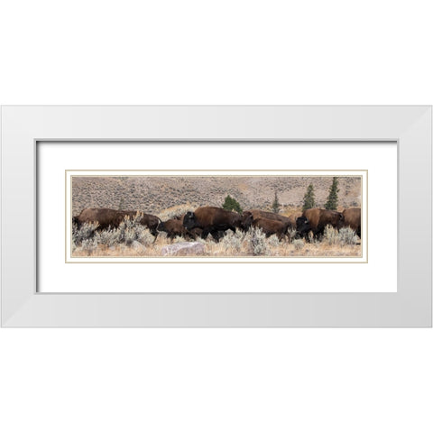 USA-Wyoming-Yellowstone National Park-Lamar Valley-Herd of American bison White Modern Wood Framed Art Print with Double Matting by Hopkins, Cindy Miller