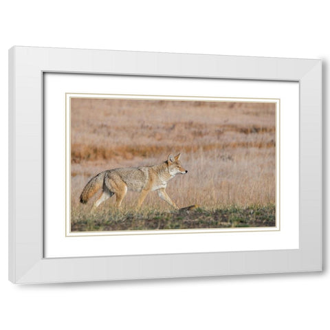 USA-Wyoming-Yellowstone National Park-Biscuit Basin-Coyote White Modern Wood Framed Art Print with Double Matting by Hopkins, Cindy Miller