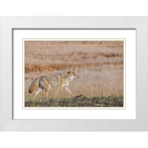 USA-Wyoming-Yellowstone National Park-Biscuit Basin-Coyote White Modern Wood Framed Art Print with Double Matting by Hopkins, Cindy Miller