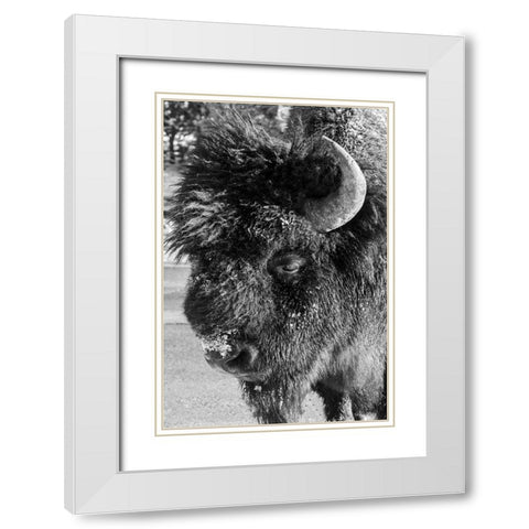 USA-Wyoming-Yellowstone National Park-Lone male American bison-aka buffalo with frost on face-Head  White Modern Wood Framed Art Print with Double Matting by Hopkins, Cindy Miller