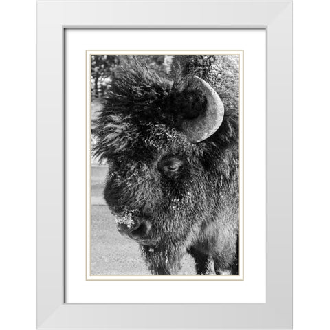 USA-Wyoming-Yellowstone National Park-Lone male American bison-aka buffalo with frost on face-Head  White Modern Wood Framed Art Print with Double Matting by Hopkins, Cindy Miller