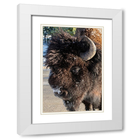 USA-Wyoming-Yellowstone National Park-Lone male American bison-aka buffalo with frost on face-Head  White Modern Wood Framed Art Print with Double Matting by Hopkins, Cindy Miller