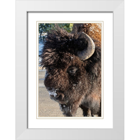 USA-Wyoming-Yellowstone National Park-Lone male American bison-aka buffalo with frost on face-Head  White Modern Wood Framed Art Print with Double Matting by Hopkins, Cindy Miller