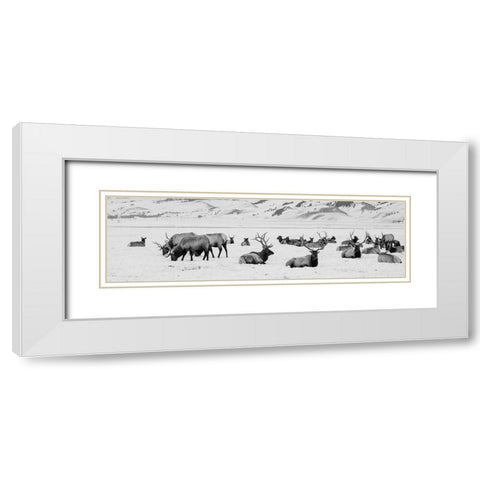 USA-Wyoming-Tetons National Park-National Elk Refuge Large elk herd in winter White Modern Wood Framed Art Print with Double Matting by Hopkins, Cindy Miller