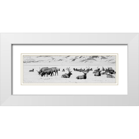 USA-Wyoming-Tetons National Park-National Elk Refuge Large elk herd in winter White Modern Wood Framed Art Print with Double Matting by Hopkins, Cindy Miller