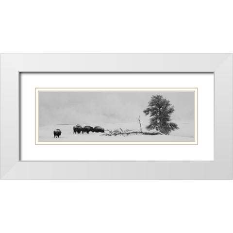 USA-Wyoming-Yellowstone National Park Bison herd in snow White Modern Wood Framed Art Print with Double Matting by Hopkins, Cindy Miller