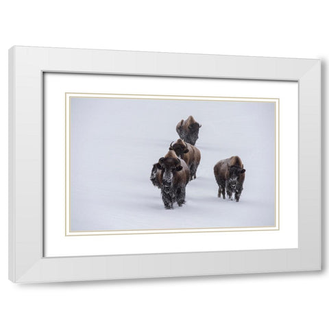 USA-Wyoming-Yellowstone National Park Bison herd in the snow White Modern Wood Framed Art Print with Double Matting by Hopkins, Cindy Miller