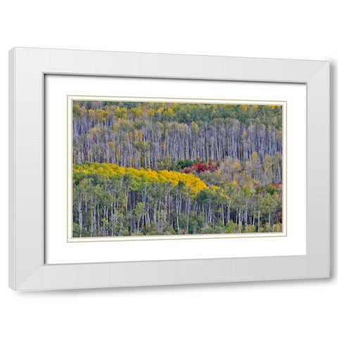 USA- Wyoming. Kebler Pass with Aspen grove in fall color White Modern Wood Framed Art Print with Double Matting by Gulin, Darrell
