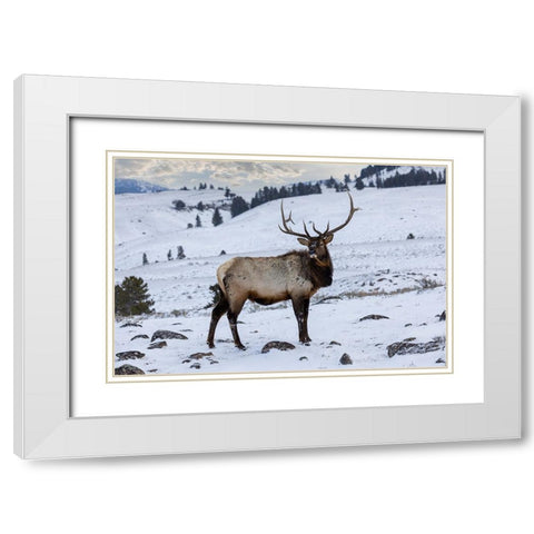 USA- Wyoming- Yellowstone National Park. Lone bull elk in snow White Modern Wood Framed Art Print with Double Matting by Gulin, Darrell