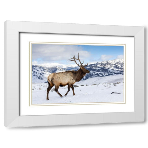 USA- Wyoming- Yellowstone National Park. Lone bull elk in snow White Modern Wood Framed Art Print with Double Matting by Gulin, Darrell