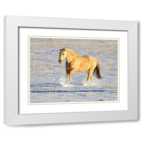 USA- Shell- Wyoming. Hideout Ranch lone horse in snow.  White Modern Wood Framed Art Print with Double Matting by Gulin, Darrell