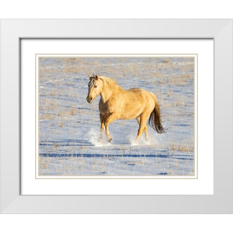 USA- Shell- Wyoming. Hideout Ranch lone horse in snow.  White Modern Wood Framed Art Print with Double Matting by Gulin, Darrell