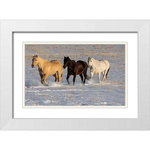 USA- Shell- Wyoming. Hideout Ranch with small herd of horses in snow.  White Modern Wood Framed Art Print with Double Matting by Gulin, Darrell