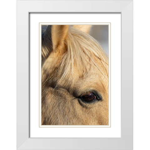 USA- Shell- Wyoming. Hideout Ranch close-up of horses eye.  White Modern Wood Framed Art Print with Double Matting by Gulin, Darrell