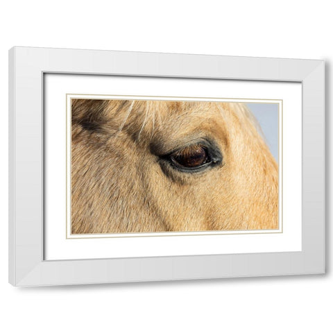 USA- Shell- Wyoming. Hideout Ranch close-up of horses eye.  White Modern Wood Framed Art Print with Double Matting by Gulin, Darrell