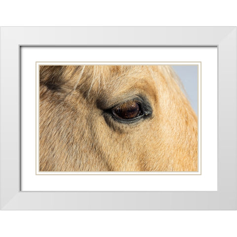 USA- Shell- Wyoming. Hideout Ranch close-up of horses eye.  White Modern Wood Framed Art Print with Double Matting by Gulin, Darrell