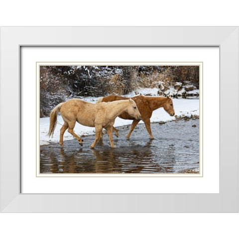 USA- Shell- Wyoming. Hideout Ranch pair of horses in snow.  White Modern Wood Framed Art Print with Double Matting by Gulin, Darrell