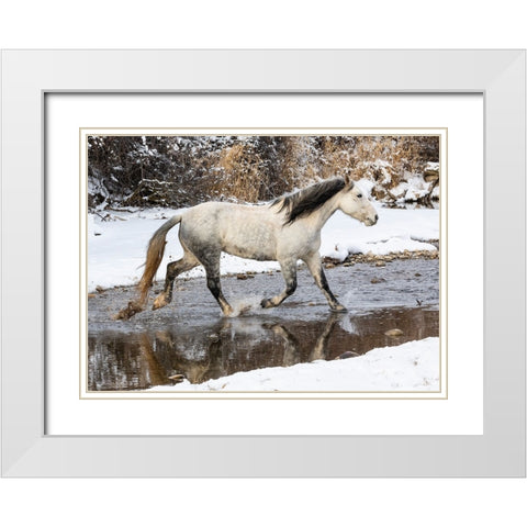 USA- Shell- Wyoming. Hideout Ranch lone horse in snow.  White Modern Wood Framed Art Print with Double Matting by Gulin, Darrell