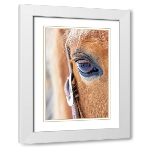 USA- Shell- Wyoming. Hideout Ranch close-up of horses eye.  White Modern Wood Framed Art Print with Double Matting by Gulin, Darrell