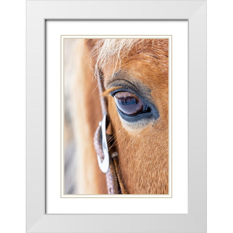 USA- Shell- Wyoming. Hideout Ranch close-up of horses eye.  White Modern Wood Framed Art Print with Double Matting by Gulin, Darrell