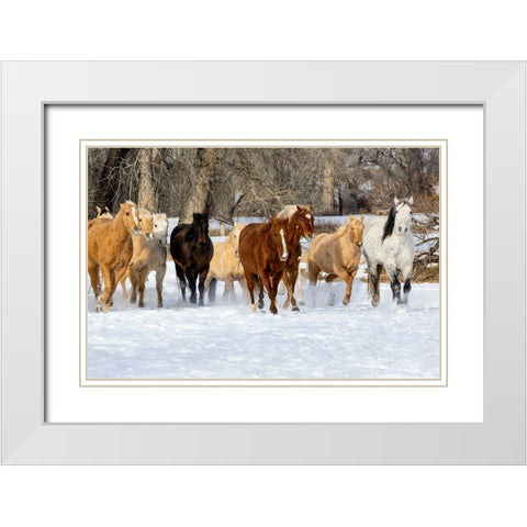 USA- Shell- Wyoming. Hideout Ranch with small herd of horses in snow.  White Modern Wood Framed Art Print with Double Matting by Gulin, Darrell