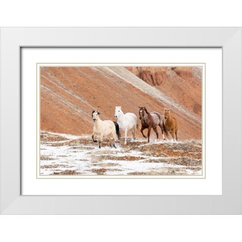 USA- Shell- Wyoming. Hideout Ranch with small herd of horses in snow.  White Modern Wood Framed Art Print with Double Matting by Gulin, Darrell