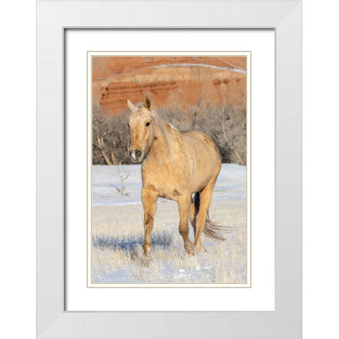 USA- Shell- Wyoming. Hideout Ranch lone horse in snow.  White Modern Wood Framed Art Print with Double Matting by Gulin, Darrell
